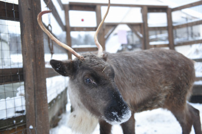 Оленья ферма в Дзержинском