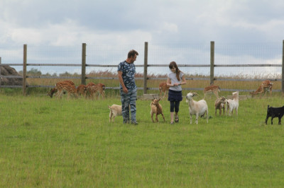 Оленья ферма на базе «Львово»