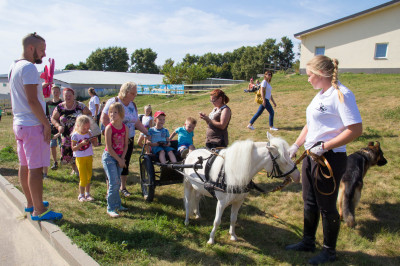 Клуб миниатюрных лошадей в КСК «Созидатель»