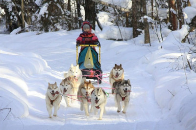 Питомник хаски «Артемов»