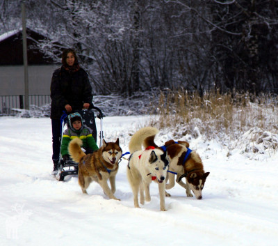 Дом хаски в Сергиевом Посаде