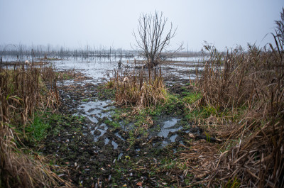 Шатурские болота