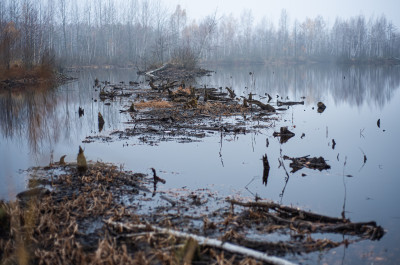 Шатурские болота