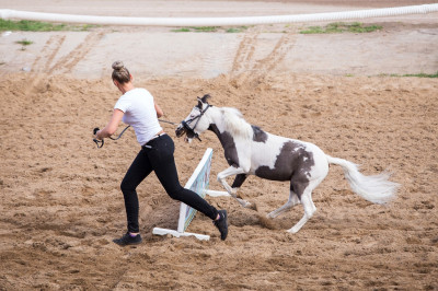 Клуб миниатюрных лошадей в КСК «Созидатель»