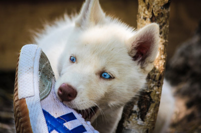 Зооцентр «Святополе»