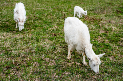 Центр соколиной охоты