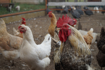 Ферма «Былинкино»