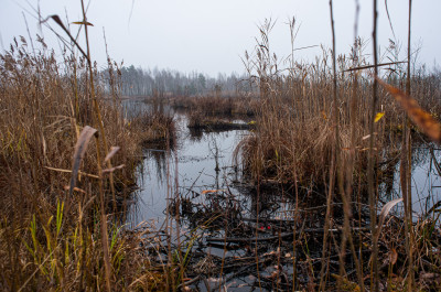 Шатурские болота
