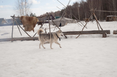 Этнокультурный комплекс «Хаски парк»