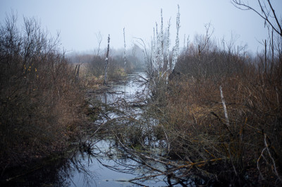 Шатурские болота