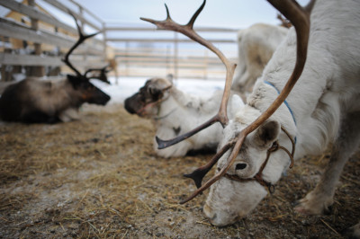 Оленья ферма в Дзержинском