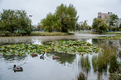 Центральный городской парк в Одинцово