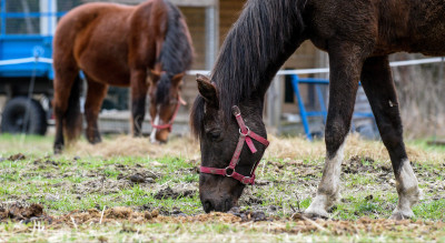 Усадьба Шахматово