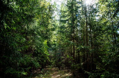 Дубна, дорога к загадочному шару около Дубны