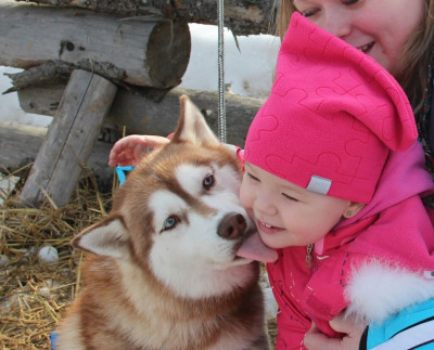 Дом хаски в Сергиевом Посаде
