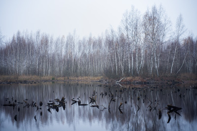 Шатурские болота