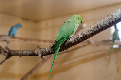 Парк птиц «Воробьи»