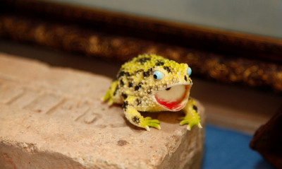 Музей лягушки в Дмитрове