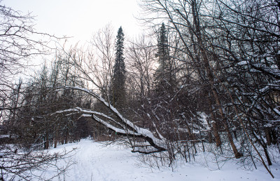 Долгопрудный, усадьба Виноградово