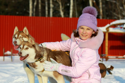 Питомник хаски «Артемов»