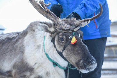 Оленья ферма в Дзержинском