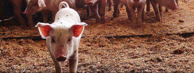 Ферма «Корнево»