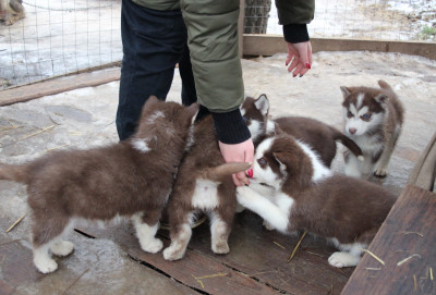 Этнокультурный комплекс «Хаски парк»