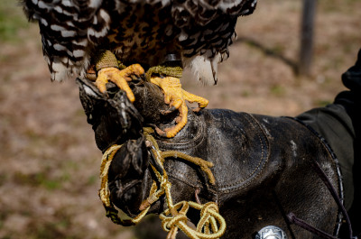 Центр соколиной охоты