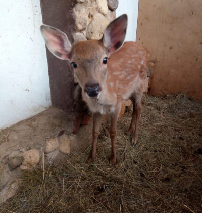 Оленья ферма ZooOleni в Рузе