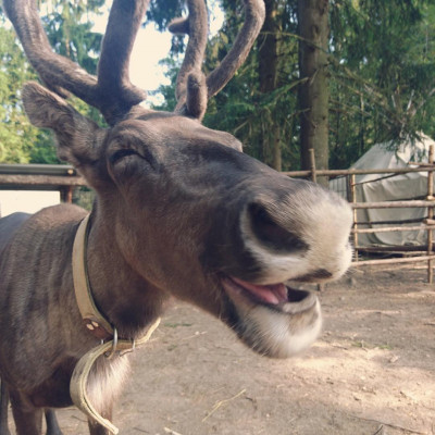 Оленья ферма ZooOleni в Рузе