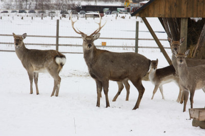 Оленья ферма на базе «Львово»