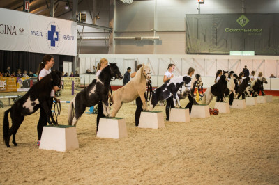 Клуб миниатюрных лошадей в КСК «Созидатель»
