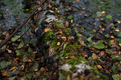 Шатурские болота