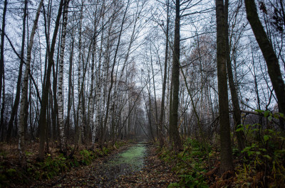 Шатурские болота