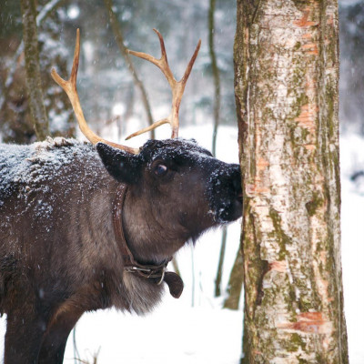Оленья ферма ZooOleni в Рузе