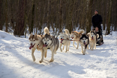 Центр ездового туризма «Бореалис»