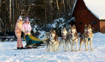 Питомник хаски «Артемов»