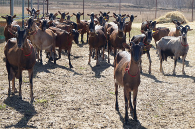Ферма «Былинкино»