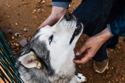Хаски-деревня «Рузская Аляска»