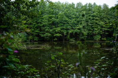 Дубна, дорога к загадочному шару около Дубны