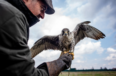 Центр соколиной охоты