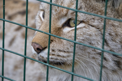 Зообаза «Мечта» в Ногинске