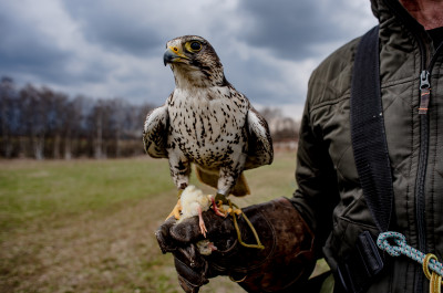 Центр соколиной охоты