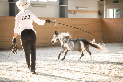 Клуб миниатюрных лошадей в КСК «Созидатель»