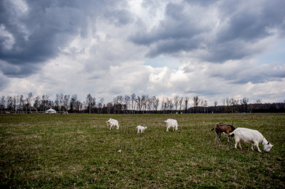 Центр соколиной охоты