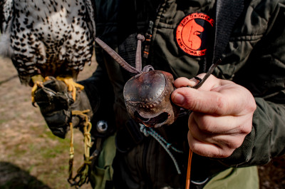 Центр соколиной охоты