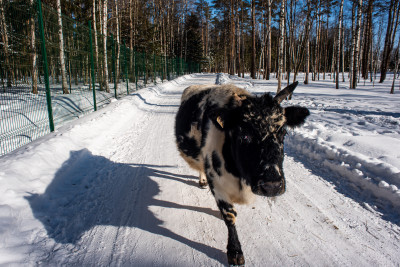 Арт-усадьба «Веретьево»