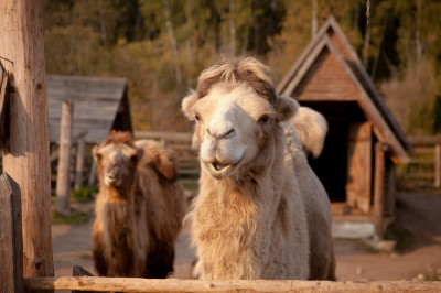 Отель «Кантри Резорт»