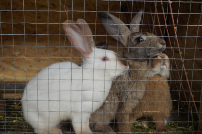 Ферма «Былинкино»