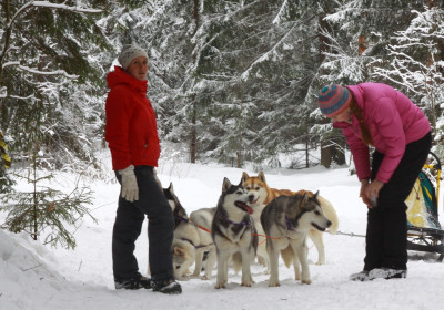 Питомник хаски «Артемов»